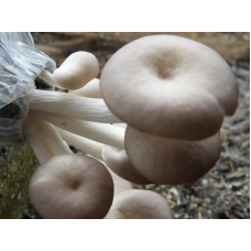 Мицелий Вешенки белый эльф (Рleurotus cystidiosus) Мицелий Вешенки белый эльф (Рleurotus cystidiosus)